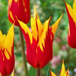 Tulipan Firework - 5 szt.