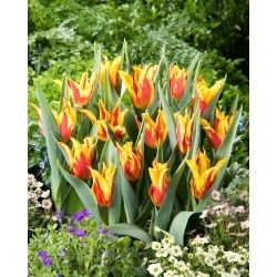 Tulipan Firework - 5 szt.