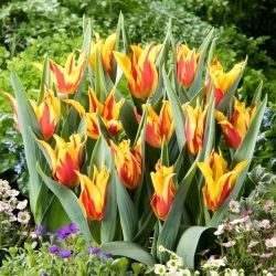 Tulipan Firework - 5 szt.