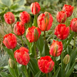 Tulipan Flower Power - duża paczka! - 50 szt.