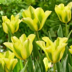 Tulipan Formosa - duża paczka! - 50 szt.
