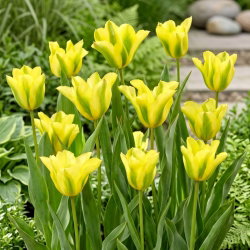 Tulipan Formosa - GIGA paczka! - 250 szt.