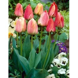 Tulipan Gudoshnik - 5 szt.