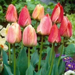 Tulipan Gudoshnik - 5 szt.