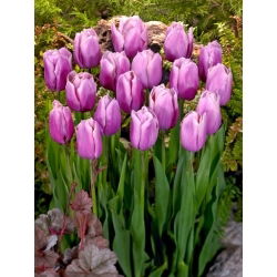 Tulipan Holland Beauty - 5 szt.