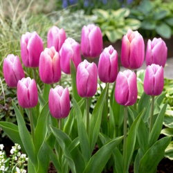 Tulipan Holland Beauty - 5 szt.