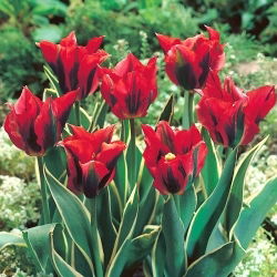 Tulipan Hollywood Star - 5 szt.