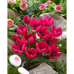Tulipan Violacea Black Base - GIGA paczka! - 250 szt.
