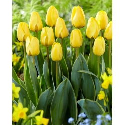 Tulipan Jaap Groot - GIGA paczka! - 250 szt.