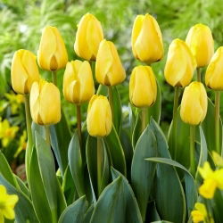 Tulipan Jaap Groot - GIGA paczka! - 250 szt.