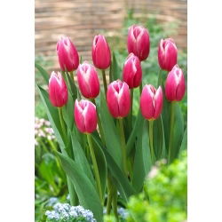 Tulipan Jefgenia - duża paczka! - 50 szt.
