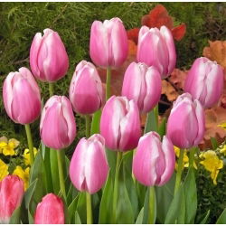 Tulipan Jumbo Beauty - 5 szt.
