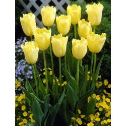 Tulipan Maja - 5 szt.