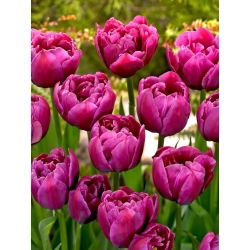 Tulipan Margarita - duża paczka! - 50 szt.