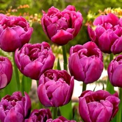Tulipan Margarita - 5 szt.