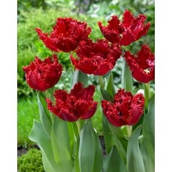 Tulipan Maywood - GIGA paczka! - 250 szt.