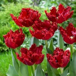 Tulipan Maywood - 5 szt.