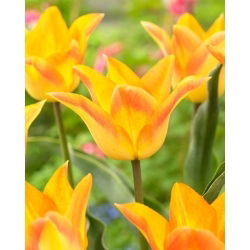 Tulipan Moonblush - GIGA paczka! - 250 szt.