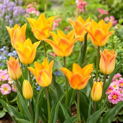 Tulipan Moonblush - 5 szt.