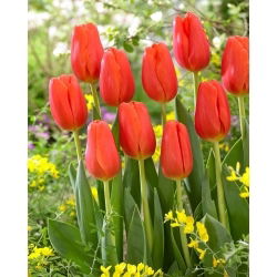 Tulipan Orange Juice - GIGA paczka! - 250 szt.