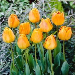 Tulipan Orange Lion - duża paczka! - 50 szt.