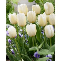 Tulipan Pays Bas - 5 szt.