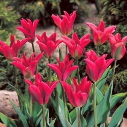 Tulipan Pimpernel - GIGA paczka! - 250 szt.