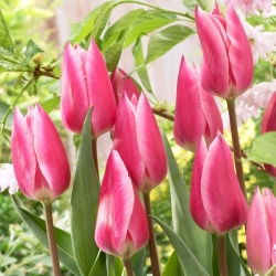 Tulipan Pink Surprise - duża paczka! - 50 szt.