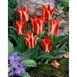 Tulipan Plaisir - 5 szt.