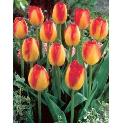 Tulipan Prins Claus - 5 szt.