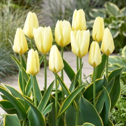 Tulipan Purissima Design - 5 szt.