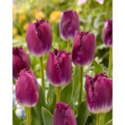 Tulipan Purple Crystal - 5 szt.