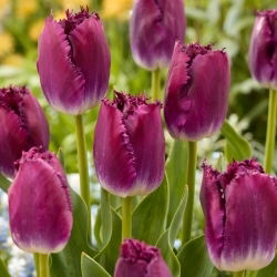 Tulipan Purple Crystal - 5 szt.