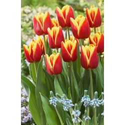 Tulipan Reputation - 5 szt