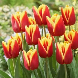 Tulipan Reputation - 5 szt