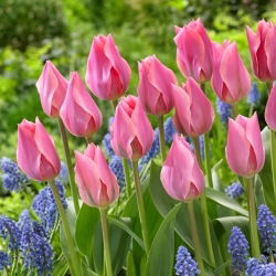 Tulipan Albert Heijn - 5 szt.