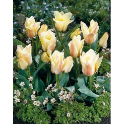 Tulipan Albion Star - duża paczka! - 50 szt.