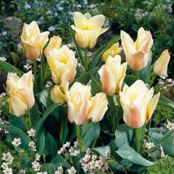 Tulipan Albion Star - 5 szt.