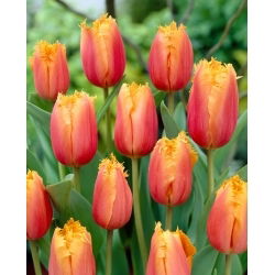 Tulipan Aleppo - 5 szt.