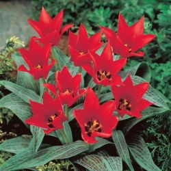 Tulipan Ali Baba - 5 szt.