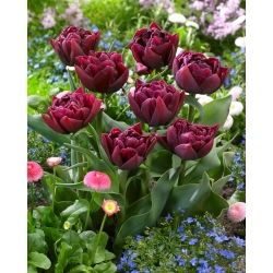 Tulipan Alison Bradley - 5 szt.