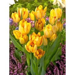 Tulipan Aquilla - 5 szt.