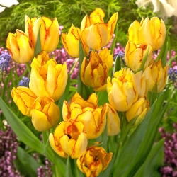 Tulipan Aquilla - 5 szt.