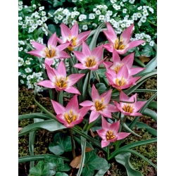 Tulipan Aucheriana - 5 szt.