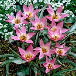 Tulipan Aucheriana - 5 szt.