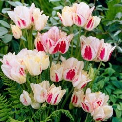 Tulipan Candy Club - 5 szt.