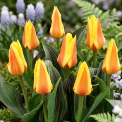 Tulipan Miskodeed - duża paczka! - 50 szt.