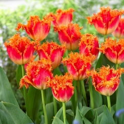Tulipan Real Time - 5 szt.
