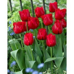 Tulipan Red Wing - duża paczka! - 50 szt.