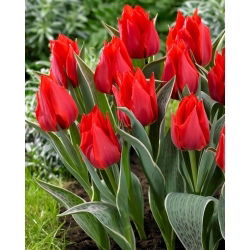 Tulipan Rob Verlinden - duża paczka! - 50 szt.